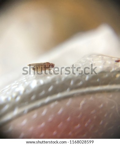 Closeup of a fruit fly
