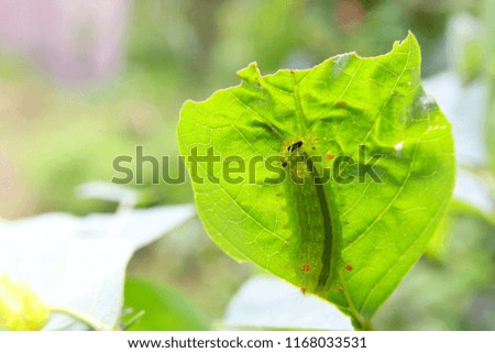 Green worm with hot spiny thorn.
Eating leaves