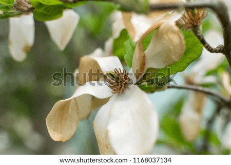 Closeup of magnolia tree in bloom