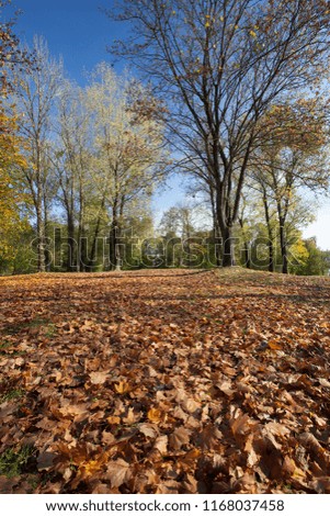autumn park with mixed trees in the autumn season, the earth is covered with fallen leaves