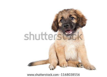 puppy of golden retriever (shepherd) isolated on white background. funny cute dog smiling
