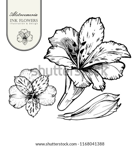 Black ink line style sketch flower. Hand painted Alstroemeria flower. Royalty-Free Stock Photo #1168041388
