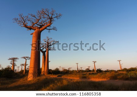 Baobab alley, Madagascar