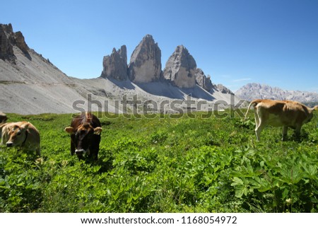 View of cows and mount Tre Cime or Drei Zinnen