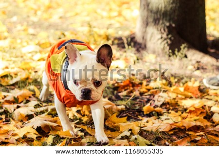 French Bulldog in the autumn park