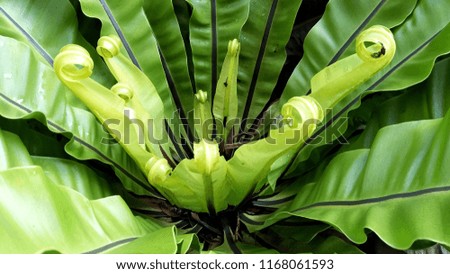 Green leaves of Bird's nest fern