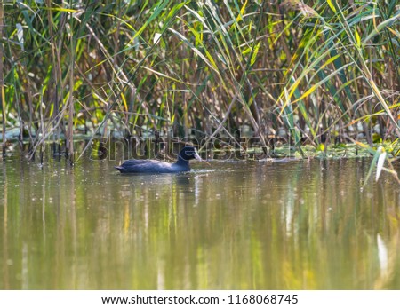 Eurasian coot holds a plant in its beak. Many small water splashes.
