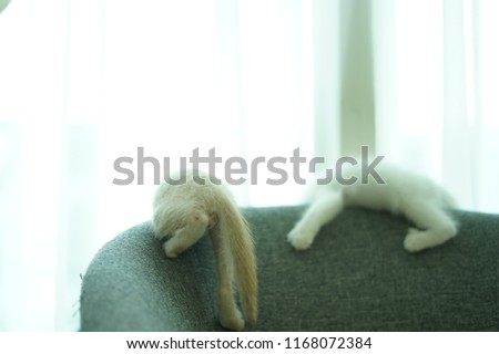cats being playful and okaying on the chair.