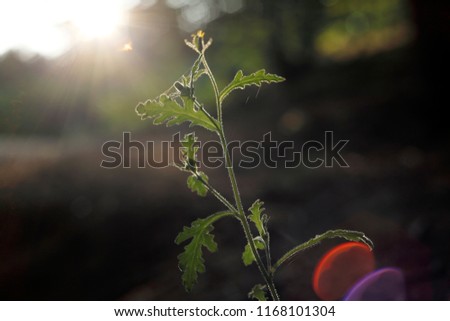 a picture of a weed against the light with a visible flare from the lens