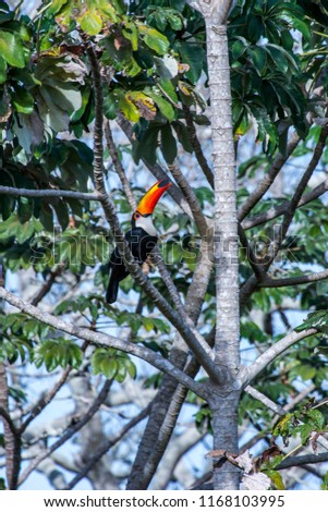 Toco Toucan  photographed in Corumba, Mato Grosso do Sul. Pantanal Biome. Picture made in 2017.