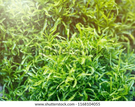 Green Leaves background. Fresh Green leaves pattern background, Natural background, selective focus.