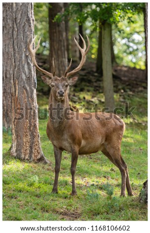 red deer stag 
