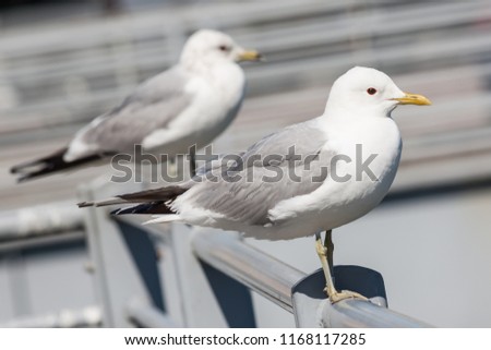 Seagulls in the city