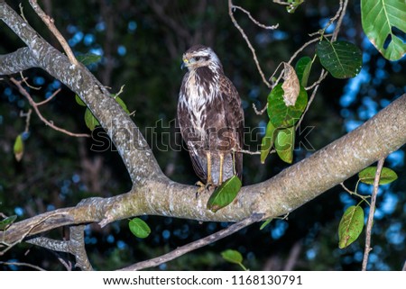 Savanna Hawk photographed in Corumba, Mato Grosso do Sul. Pantanal Biome. Picture made in 2017.