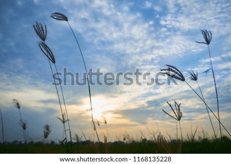 Sunset with silhouette of grass flower