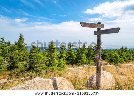 Wooden sign showing different directions on the top of a hill with pine trees