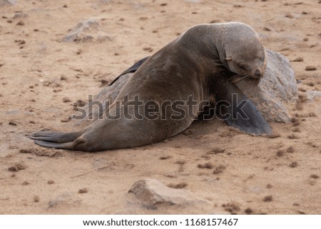 Single sleeping seal on sand beach