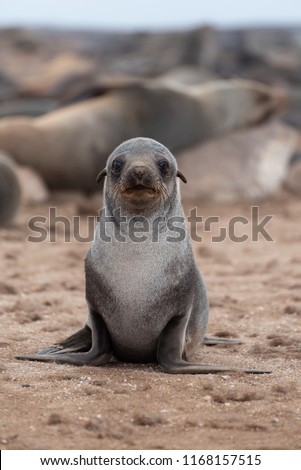 Cute baby seal animal portrait looking at camera, seal colony, Namibia