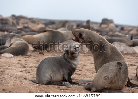 Seal mother with open mouth and baby seal