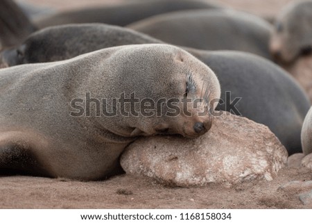 Tiered sleeping seal with head on rock