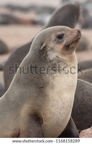 Close up of head portrait of young seal