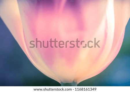 White tulip flower macro image. close up photo of tulip