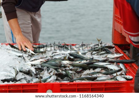 Fresh fish just unloaded from the fishing boat in the fishing port. Royalty-Free Stock Photo #1168164340