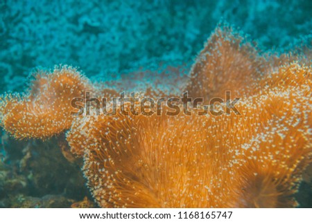 Underwater corals sea anemone wildlife abstract wallpaper. Closeup. Shallow focus.