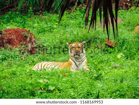 A Royal Bengal tiger sitting in the bushes