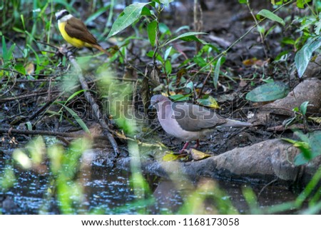 White tipped Dove photographed in Corumba, Mato Grosso do Sul. Pantanal Biome. Picture made in 2017.