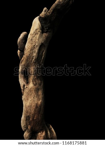 Driftwood/ aged wood over black background. Isolated piece of driftwood top view. Driftwood stick closeup, wood texture.Driftwood for aquarium.