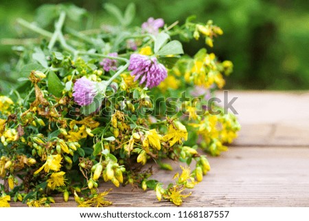 St. John's Wort and clover on a wooden surface. Preparation of medicinal herbs. Alternative medicine