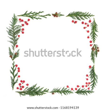 Cedar cypress leyland leaf sprigs and holly berries forming a square minimalist abstract frame on white background.