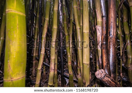 Bamboo rainforest in hawaii island.