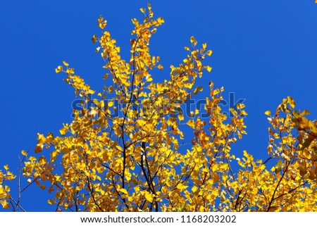 Yellow poplar leaves at the crown of a tree and clear blue sky on a sunny autumn day