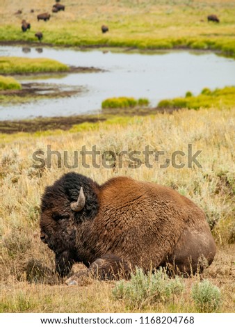 Picture of a bison with its herd in the background near a river in Yellowstone National Park.