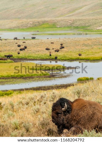 Picture of a bison with its herd in the background in Yellowstone National Park.