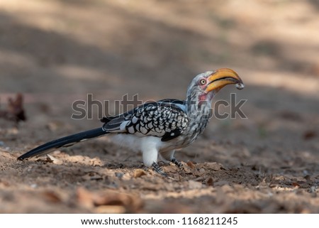 Portrait of yellow billed Hornbill feeding on delicious worm in beak, Namibia