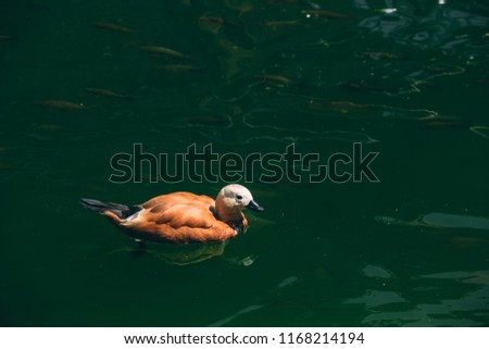 Wild duck ogar swims in the lake, on the territory of park.