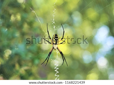 Black and yellow garden spider (Argiope aurantia) known as other names 'Writing Spider' or 'Banana Spider' or 'Corn Spider' on the web in the garden background, Summer in GA USA. Royalty-Free Stock Photo #1168221439
