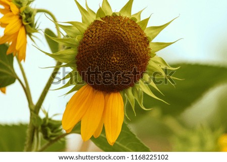 sunflower loosing petals