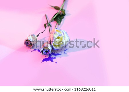 Bouquet of pink, purple and blue roses on the bright background with shadow.