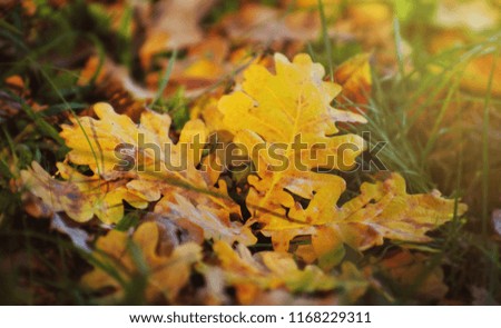 yellow oak leaves background