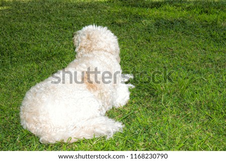 White large golden doodle relaxing in the shade on grass in the summer season