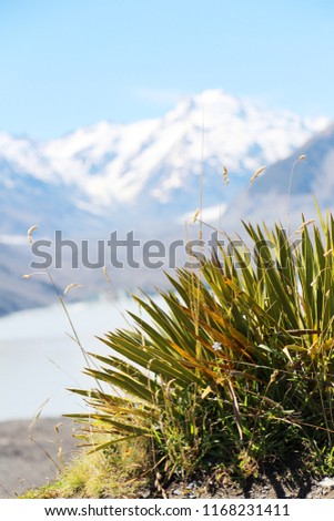 Green grass with snow in mountain peak alps in New Zealand