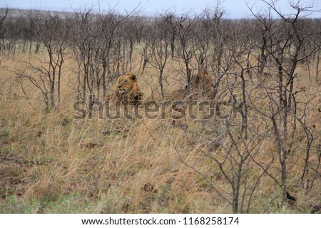 Two lions resting in the grass, Kruger Nationalpark, South Africa