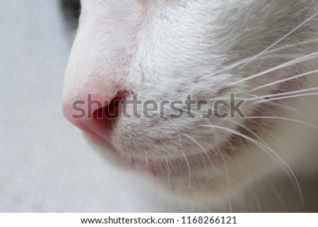 Close up picture of cat nose with copy space