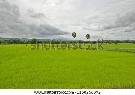 Green field with palm trees near the mountain