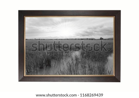 Wooden frame of rice field in sunlight