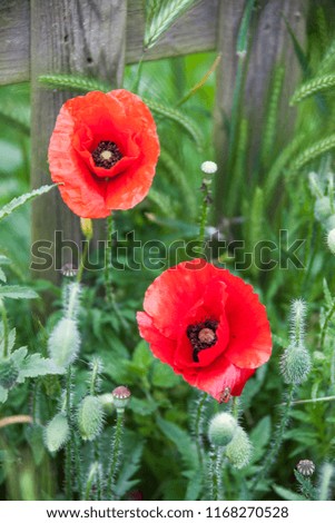 Poppies in England